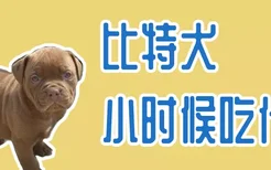 比特犬小时候吃什么