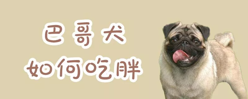 巴哥犬如何吃胖