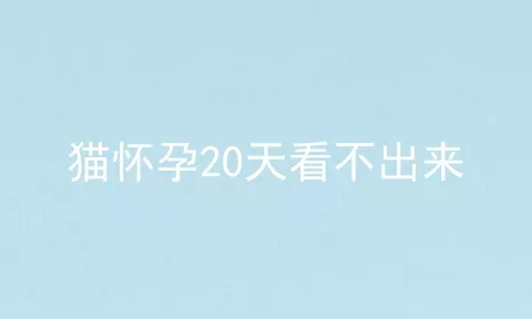 猫怀孕20天看不出来