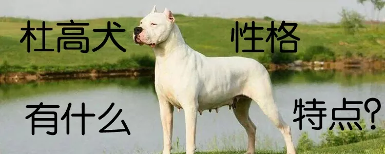 杜高犬性格有什么特点