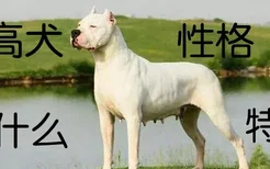 杜高犬性格有什么特点