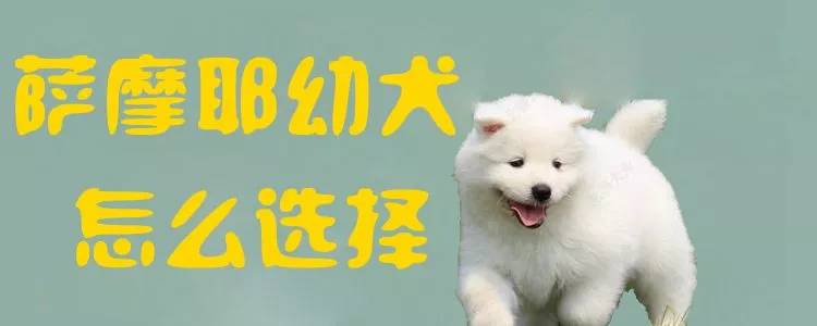 萨摩耶幼犬怎么选择1