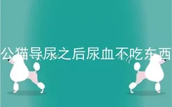 公猫导尿之后尿血不吃东西