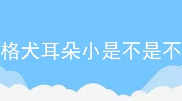 比格犬耳朵小是不是不纯