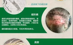 狗狗得了皮肤病怎么办 如何判断狗狗的皮肤病种类