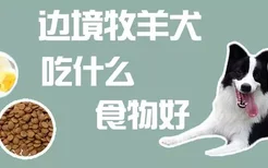 边境牧羊犬吃什么食物好