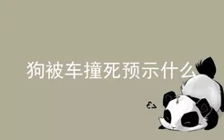 狗被车撞死预示什么