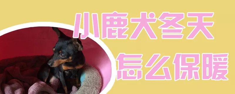 小鹿犬冬天怎么保暖