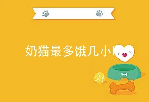 奶猫最多饿几小时