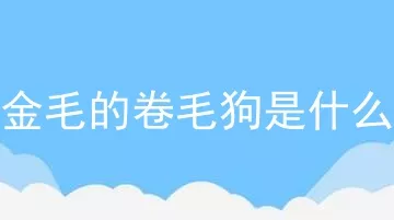 像金毛的卷毛狗是什么狗