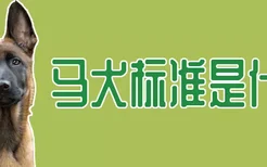 马犬标准是什么