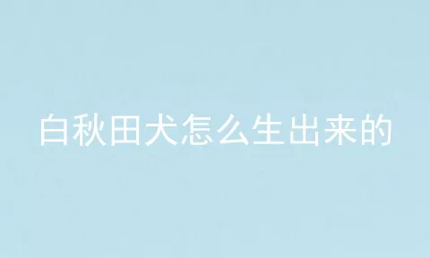 白秋田犬怎么生出来的