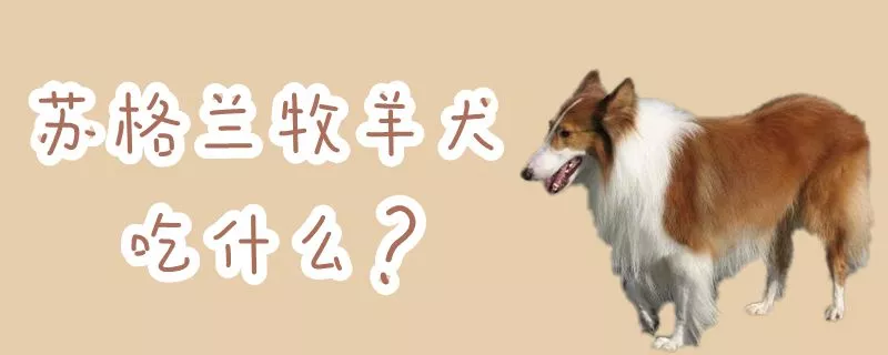 苏格兰牧羊犬吃什么