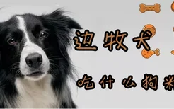 边牧犬吃什么狗粮好