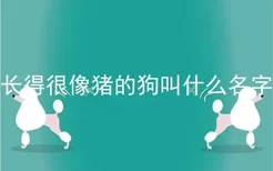 长得很像猪的狗叫什么名字