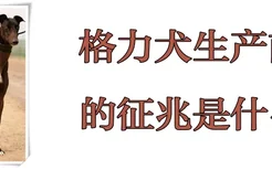 格力犬生产前的征兆是什么