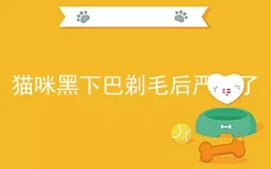 猫咪黑下巴剃毛后严重了