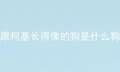 跟柯基长得像的狗是什么狗