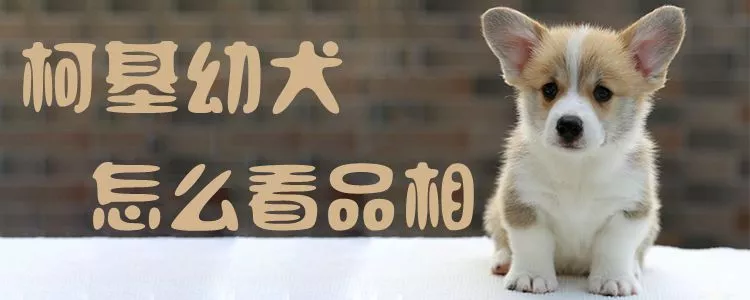 柯基幼犬怎么看品相1