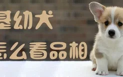 柯基幼犬怎么看品相