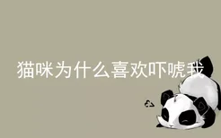 猫咪为什么喜欢吓唬我