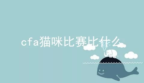 cfa猫咪比赛比什么