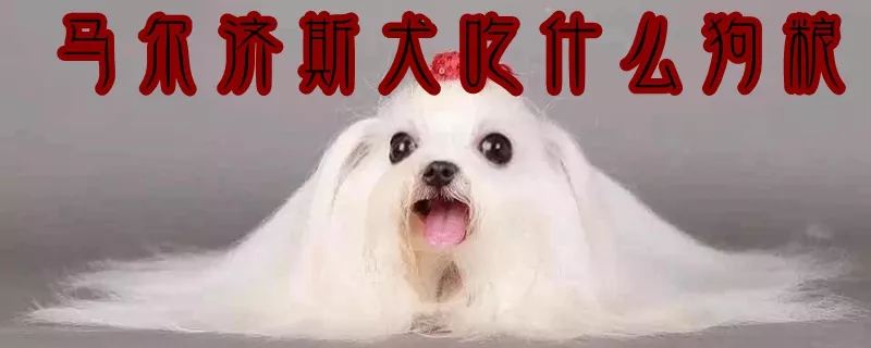 马尔济斯犬