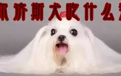 马尔济斯犬吃什么狗粮