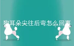 狗耳朵尖往后弯怎么回事