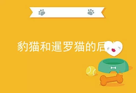 豹猫和暹罗猫的后代