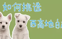 如何挑选西高地白梗犬