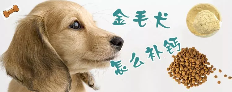 金毛犬怎么补钙1