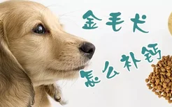 金毛犬怎么补钙