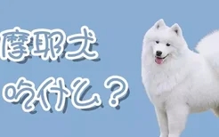 萨摩耶犬吃什么