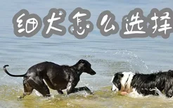 细犬怎么选择