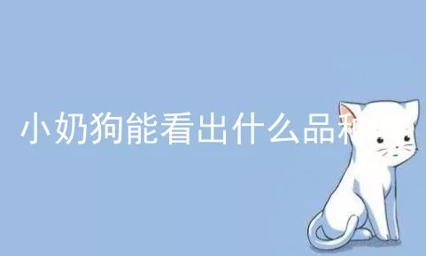 小奶狗能看出什么品种吗