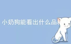 小奶狗能看出什么品种吗