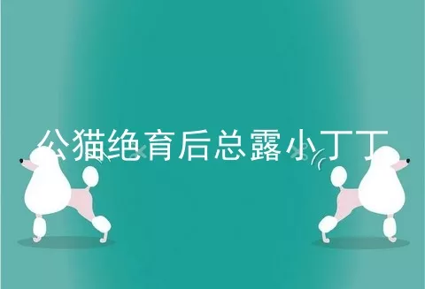 公猫绝育后总露小丁丁