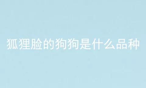 狐狸脸的狗狗是什么品种