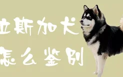 阿拉斯加犬怎么鉴别