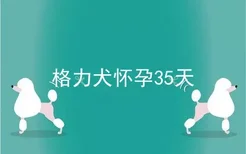 格力犬怀孕35天