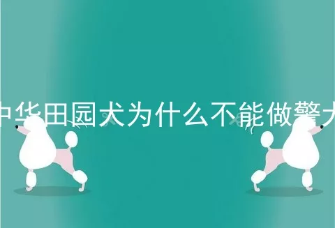 中华田园犬为什么不能做警犬