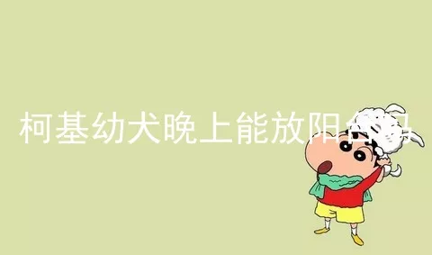 柯基幼犬晚上能放阳台吗