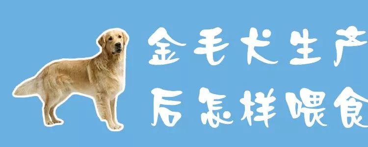 金毛犬生产后怎样喂食1