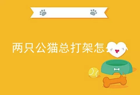 两只公猫总打架怎么办