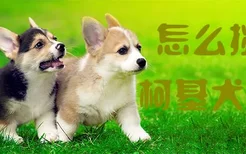 怎么挑选柯基犬幼犬