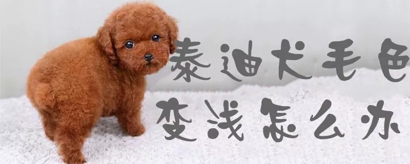 泰迪犬毛色变浅怎么办1