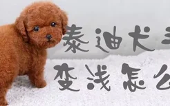 泰迪犬毛色变浅怎么办