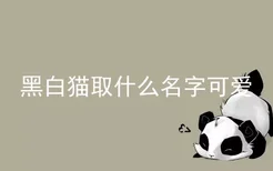 黑白猫取什么名字可爱