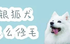 银狐犬怎么修毛